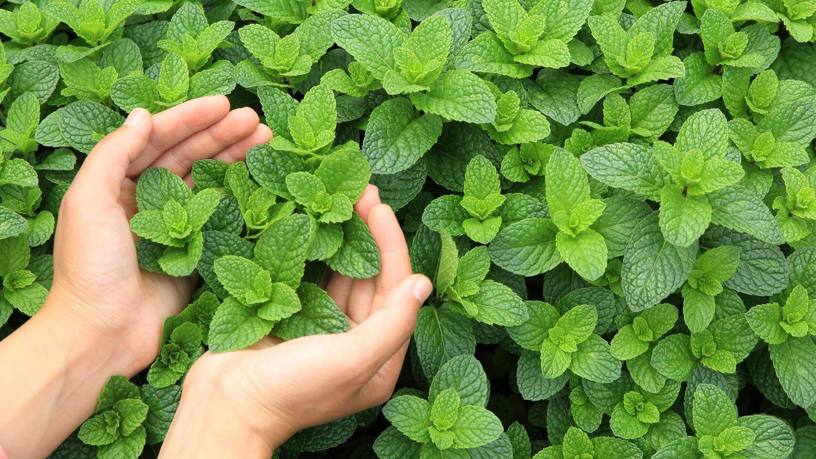 6 Ways Peppermint Essential Oil Can Naturally Invigorate and Improve Your Life - Aromatics International