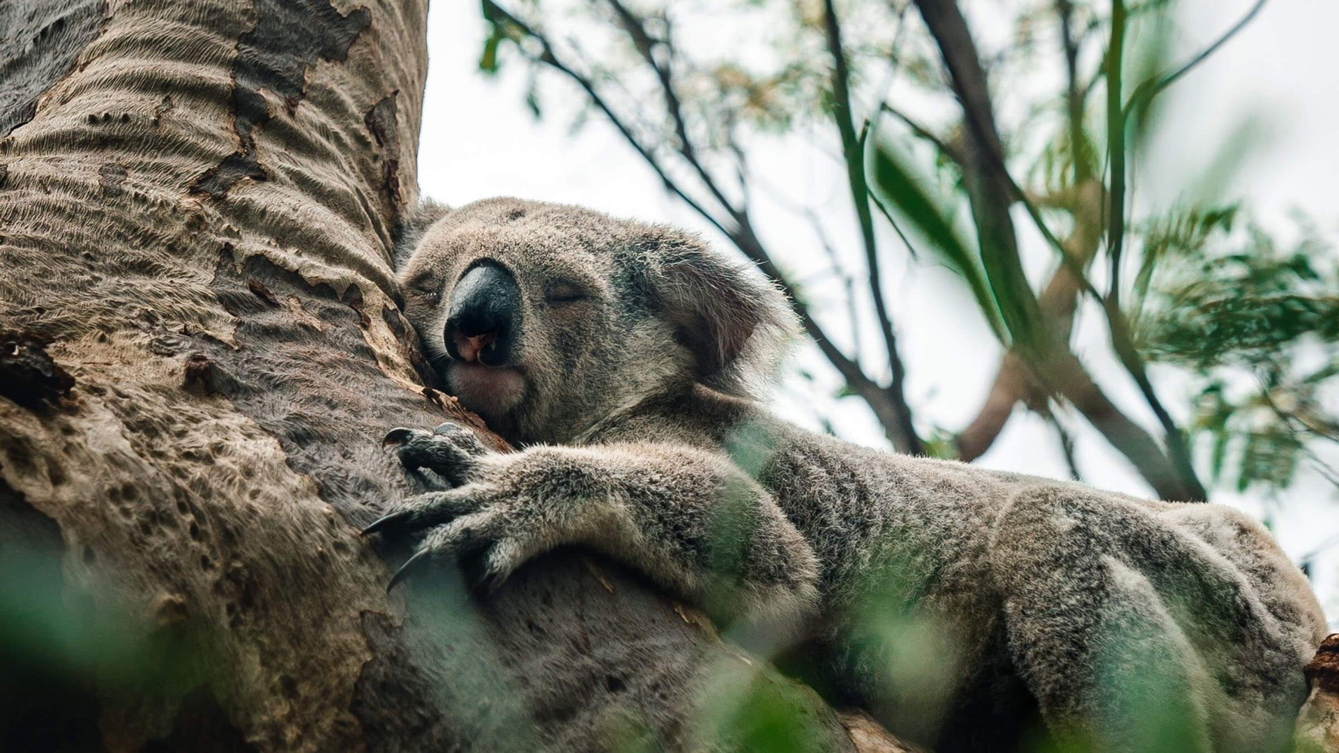 Dottera Koala Bear Diffuser Free shipping