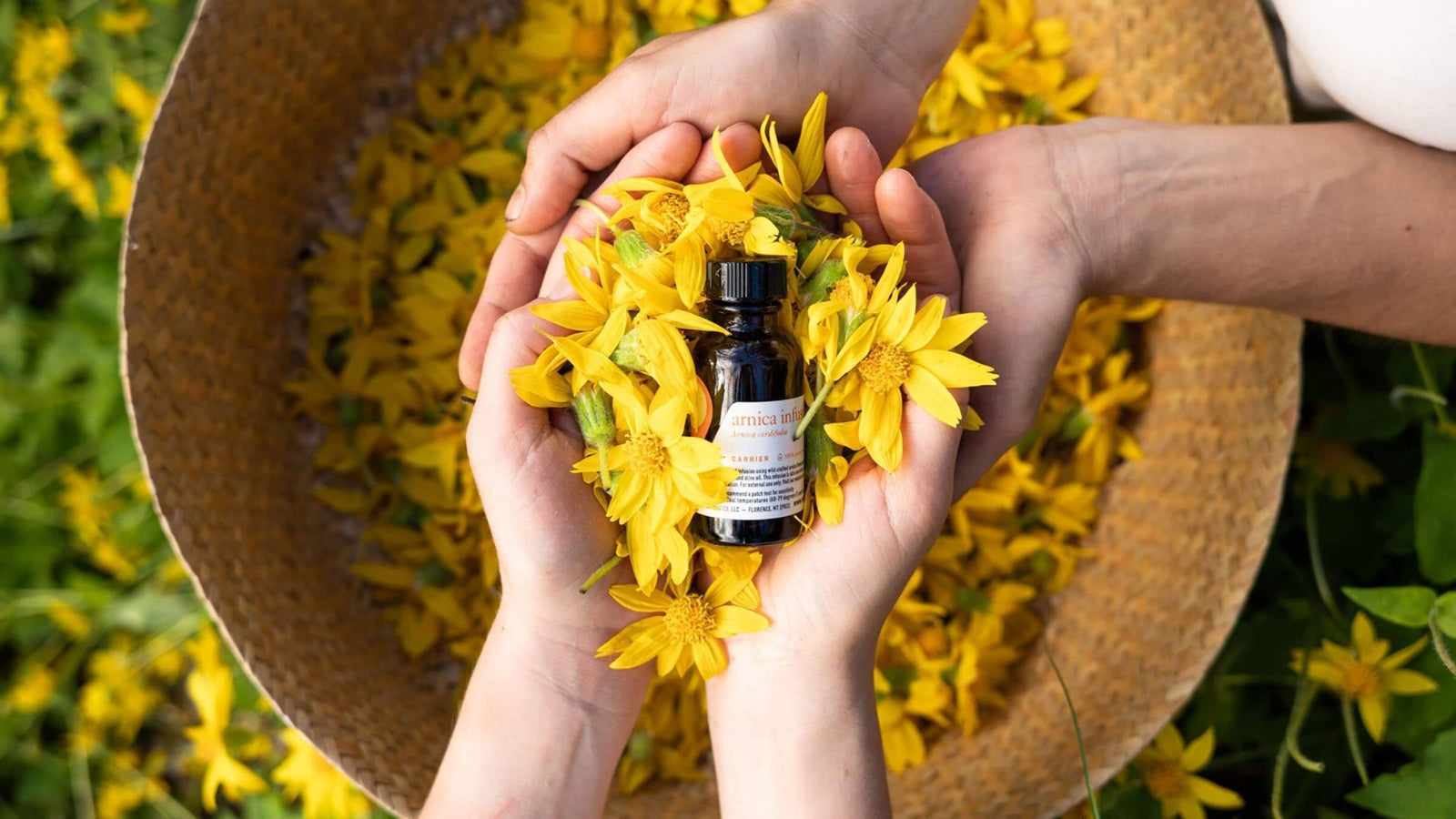 All About Arnica Oil: Heal, Relieve, Soothe - Aromatics International