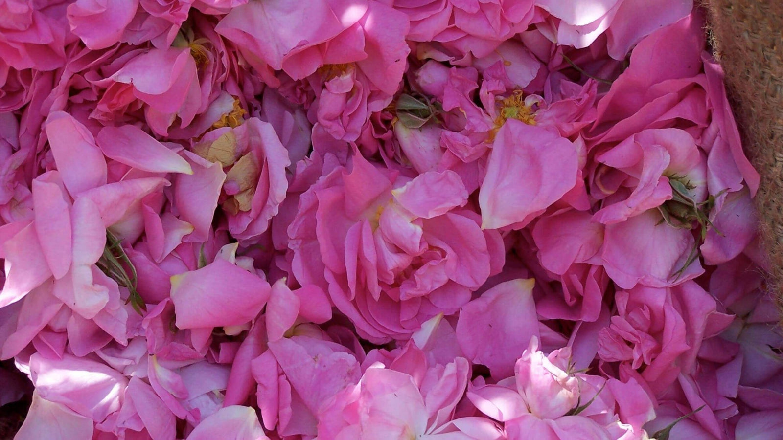 For the Rose Lover: Rose and Geranium Oil - Aromatics International