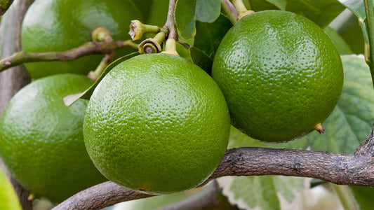 How to use bergamot oil safely to avoid skin reactions - Aromatics International