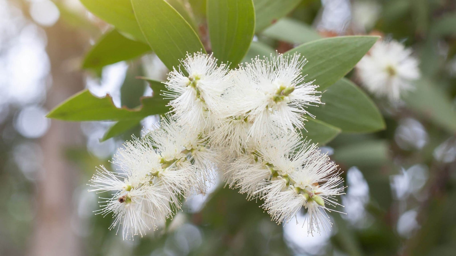 How to use honey myrtle oil: a super-potent Melaleuca! - Aromatics International