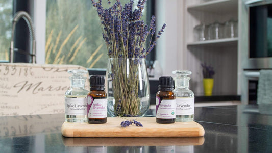 Lavender vs. spike lavender oil: what’s the difference? - Aromatics International