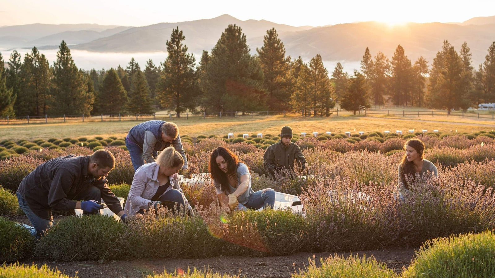 Making Lavender Oil in the Rocky Mountains of Montana - Aromatics International