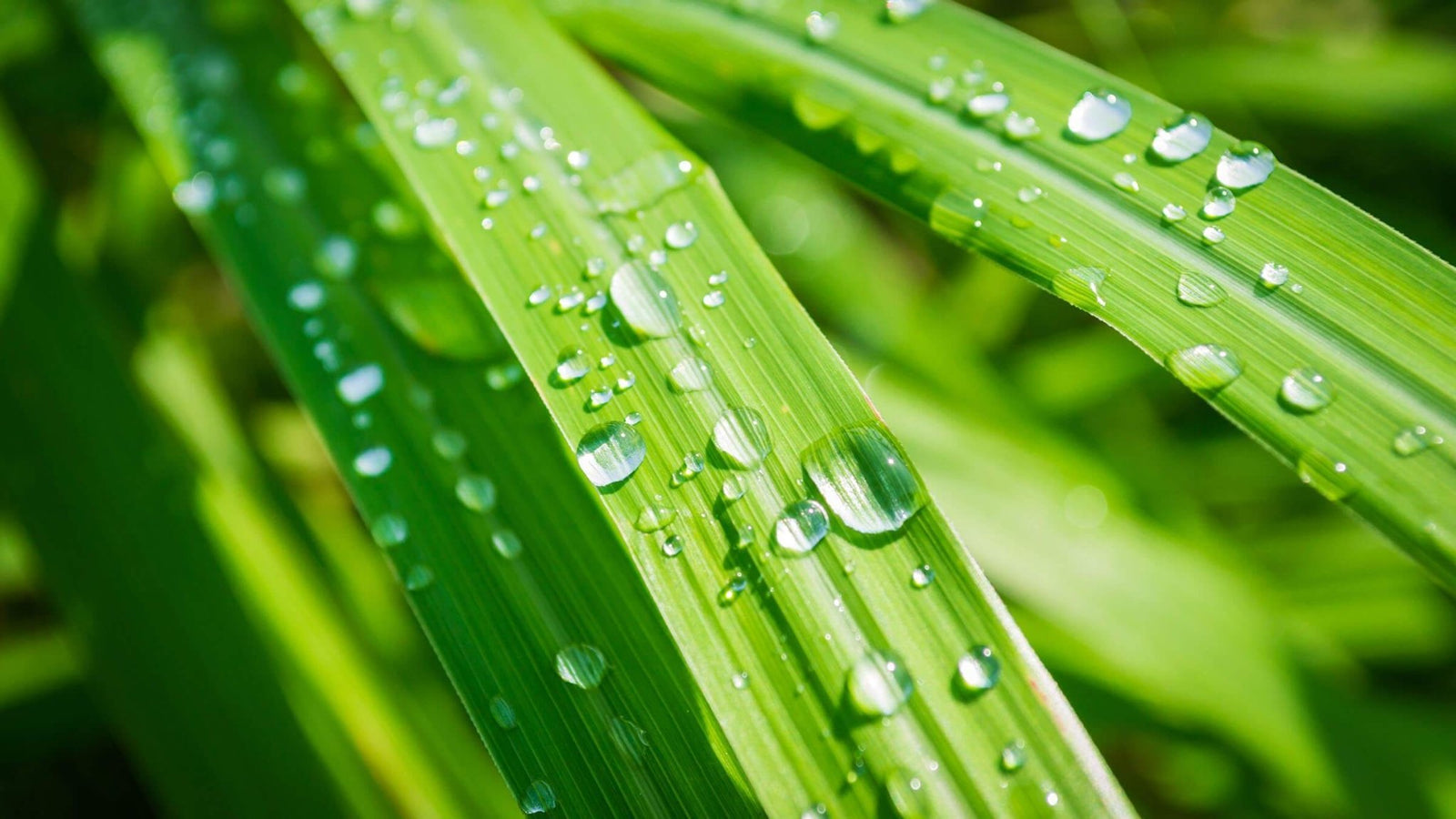 The Rare Lemongrass Essential Oil that Doesn’t Irritate Skin! - Aromatics International