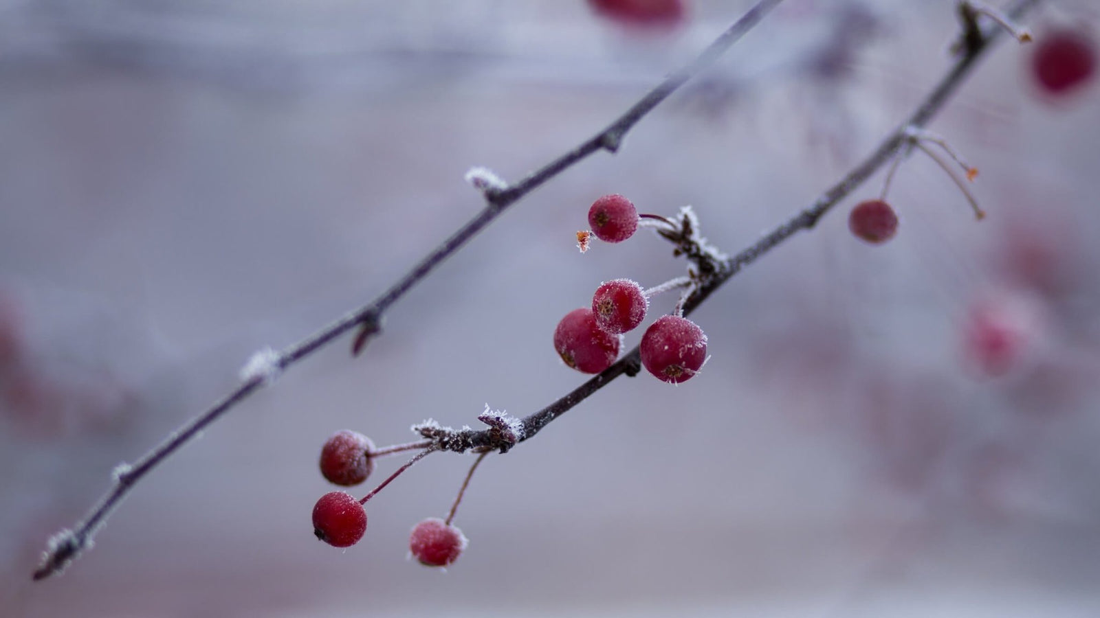 Winter Diffuser Blend - Aromatics International