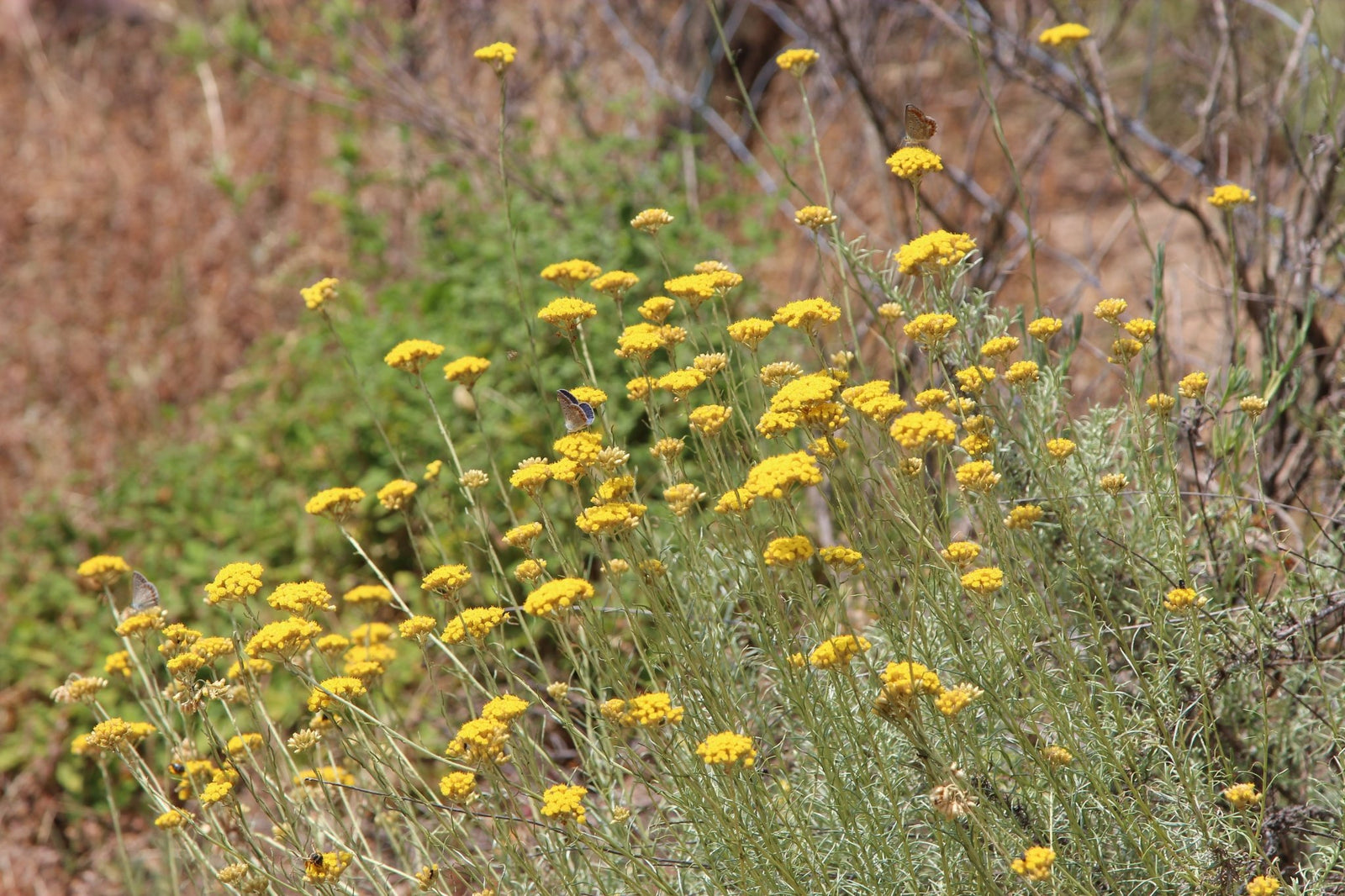 Helichrysum Healing Workshop - Aromatics International