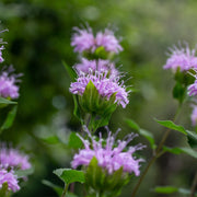 Bee Balm (Artisan) Essential Oil - 5ml - Essential Oil Singles - Aromatics International