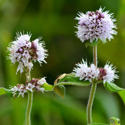 Bergamot Mint Essential Oil - 5ml - Essential Oil Singles - Aromatics International