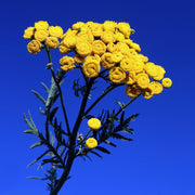 Blue Tansy Essential Oil - 5ml - Essential Oil Singles - Aromatics International