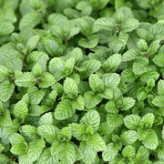 Corn Mint (Wild Mint) Essential Oil - 5ml - Essential Oil Singles - Aromatics International