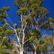 Eucalyptus Citriodora Essential Oil - 5ml - Essential Oil Singles - Aromatics International