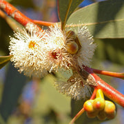 Eucalyptus Dives Essential Oil - 5ml - Essential Oil Singles - Aromatics International