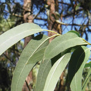 Eucalyptus Globulus Essential Oil - 5ml - Essential Oil Singles - Aromatics International