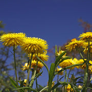 Helichrysum Bracteiferum Essential Oil - 5ml - Essential Oil Singles - Aromatics International