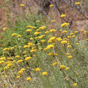 Helichrysum Gymnocephalum Essential Oil - 5ml - Essential Oil Singles - Aromatics International