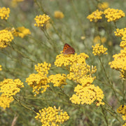 Helichrysum italicum Essential Oil (Corsica) - 5ml - Essential Oil Singles - Aromatics International