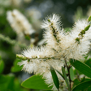 Honey Myrtle Essential Oil - 5ml - Essential Oil Singles - Aromatics International