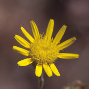 Inula (Sweet) Essential Oil - 5ml - Essential Oil Singles - Aromatics International