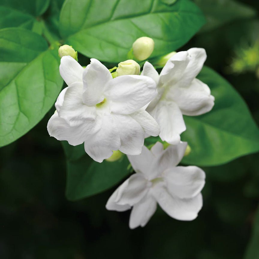 Shops The Pinstress Jasmine variant