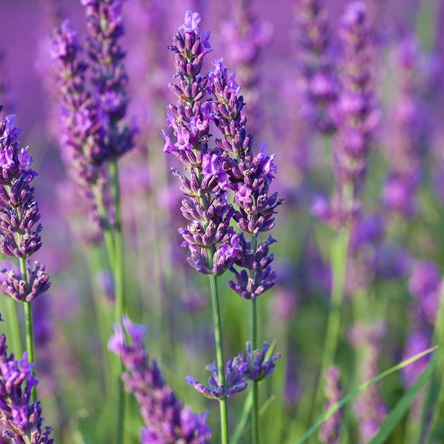 Organic Lavender Essential Oil - Aromatics International