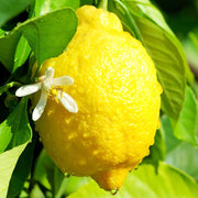 Lemon Essential Oil - 5ml - Essential Oil Singles - Aromatics International