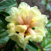 Rhododendron Essential Oil - 5ml - Essential Oil Singles - Aromatics International