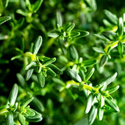 Thyme (Benchmark) Essential Oil - 5ml - Essential Oil Singles - Aromatics International