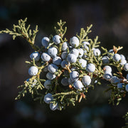 Utah Juniper Essential Oil - 5ml - Essential Oil Singles - Aromatics International