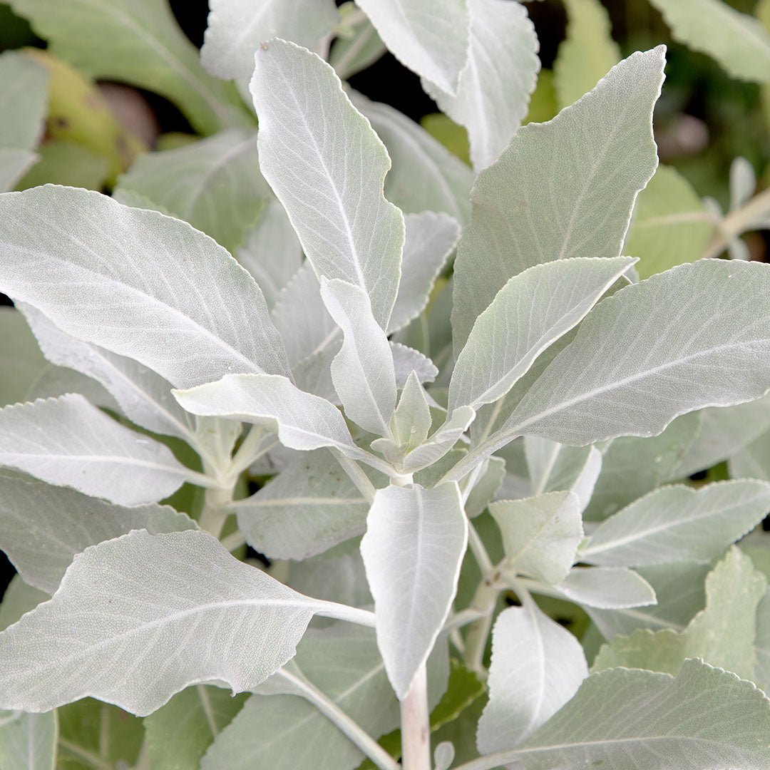 White Sage (Artisan) Essential Oil | Essential Oil Singles | Aromatics  International