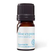 Blue Cypress Essential Oil - 5ml - Essential Oil Singles - Aromatics International