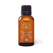 Eucalyptus Radiata Essential Oil - 30ml - Essential Oil Singles - Aromatics International