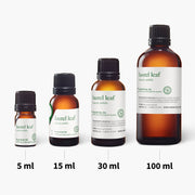 Laurel Leaf Essential Oil - 5ml - Essential Oil Singles - Aromatics International