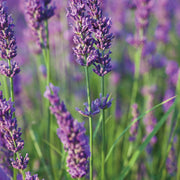 Lavender Essential Oil - Essential Oil Singles - Aromatics International