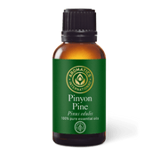 Pinyon Pine Essential Oil - 30ml - Essential Oil Singles - Aromatics International