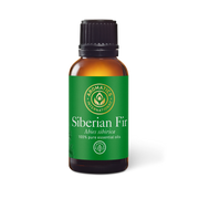 Siberian Fir Essential Oil - 30ml - Essential Oil Singles - Aromatics International