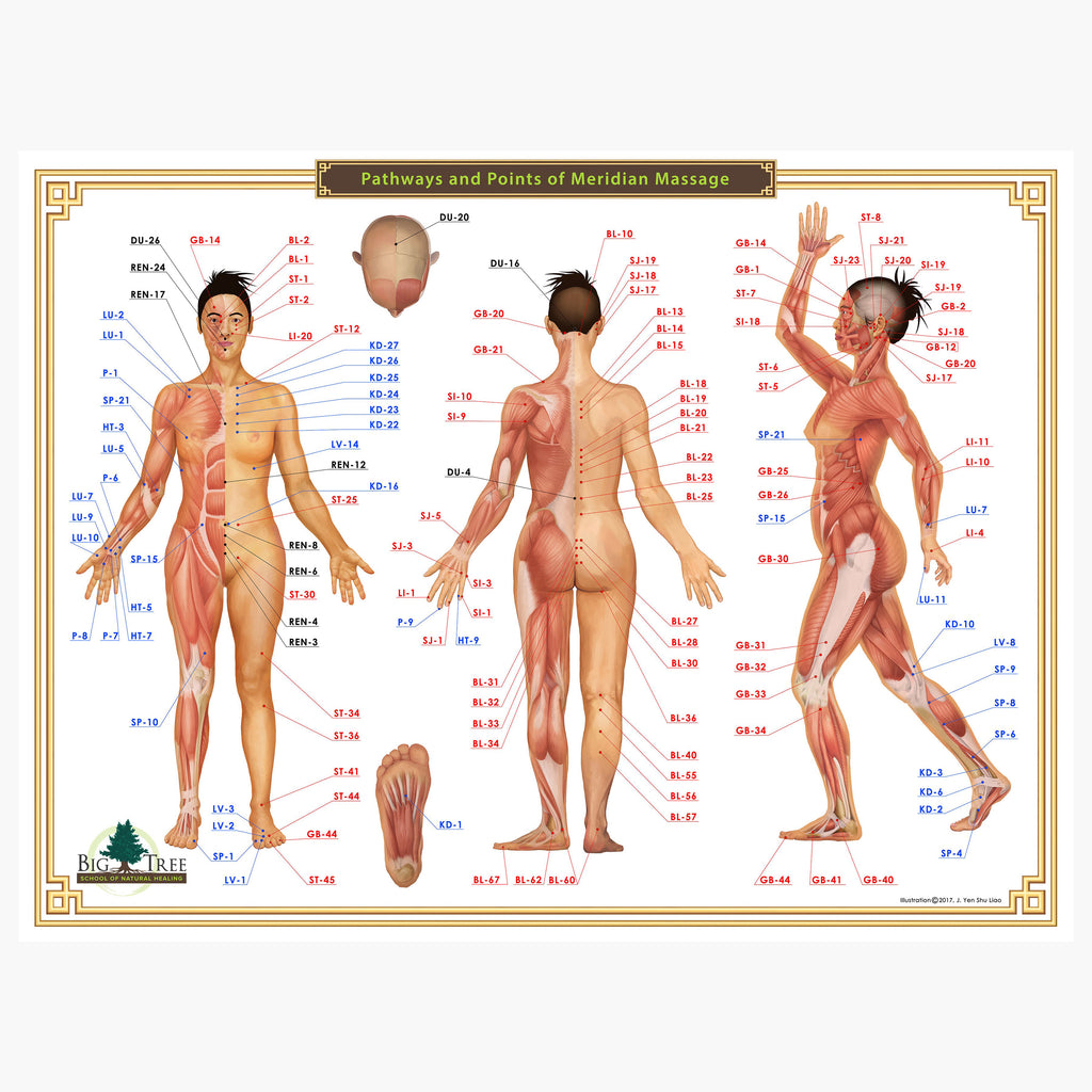 Meridian Massage Acupressure Chart Aromatics