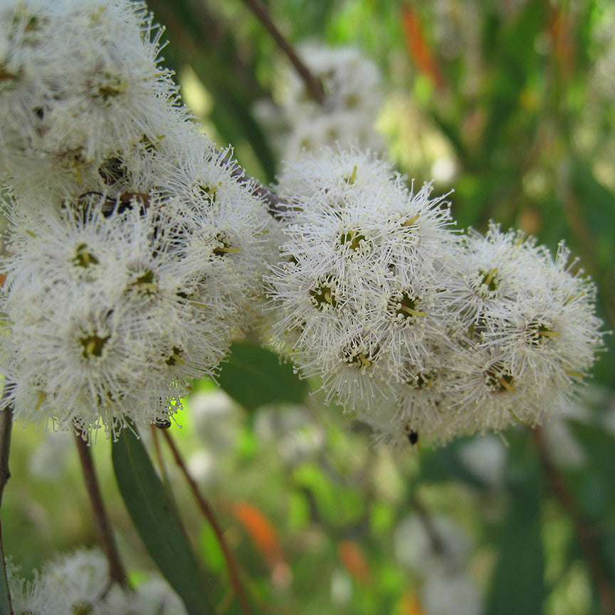Eucalyptus radié (Eucalyptus radiata)