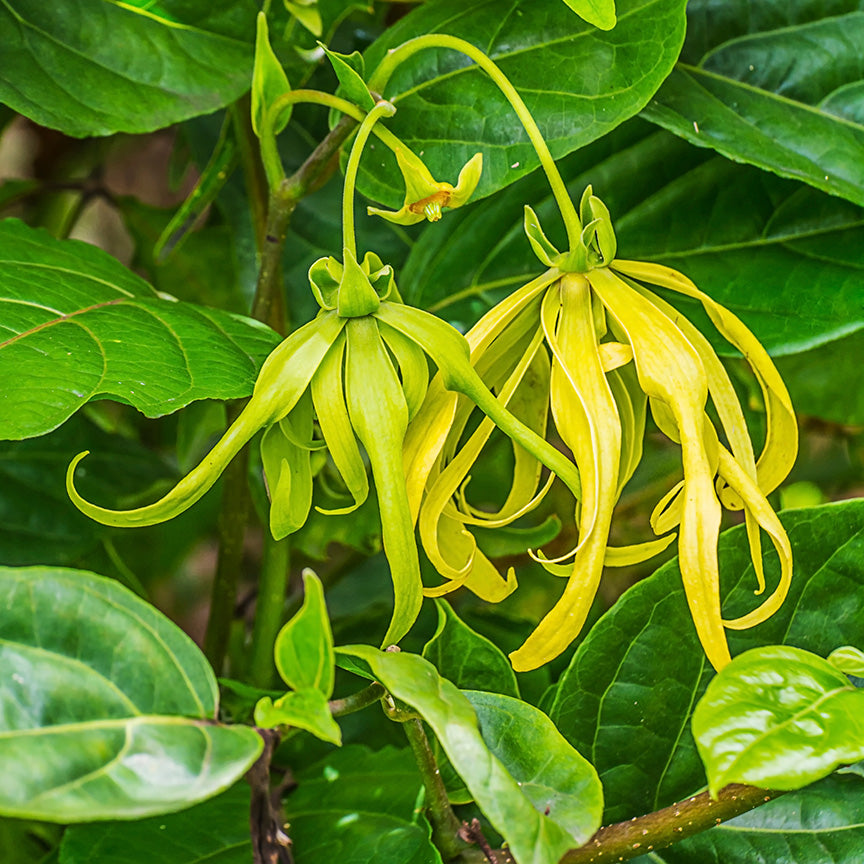 Ylang Ylang Essential Oil The #1 Beauty Oil in Aromatherapy eBook